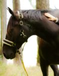 Reitpädagogik für Autistien