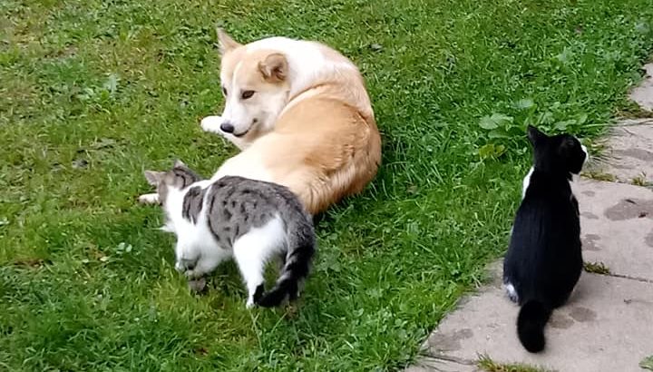 Katzen, Dips und Daps - Hund