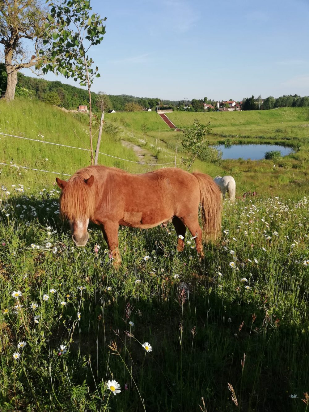 Pferde auf der Weide