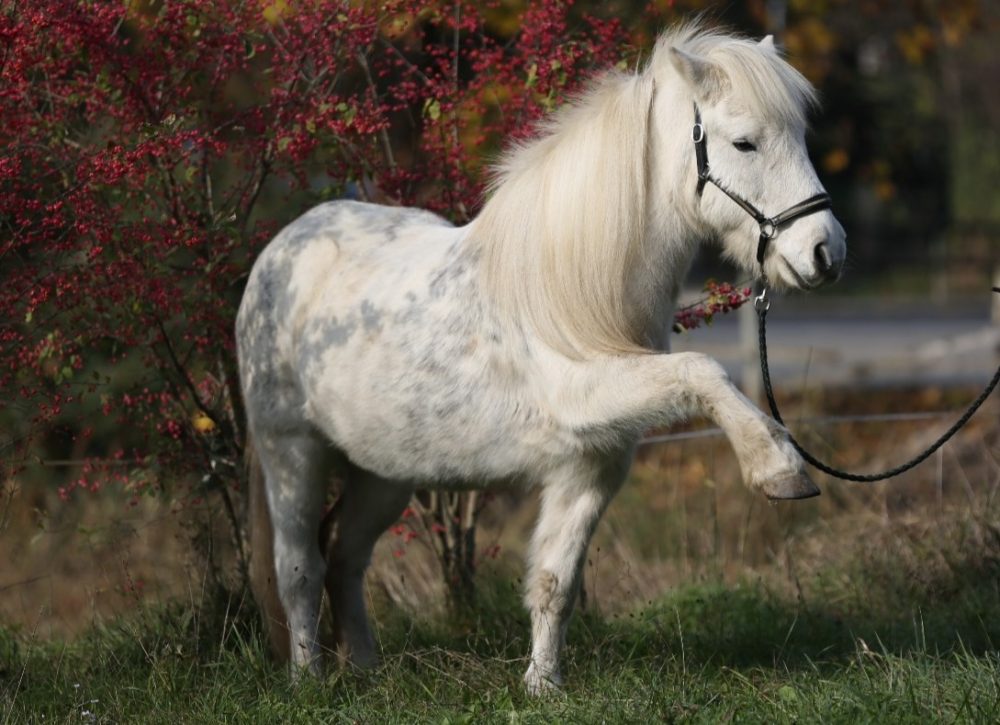 Islandpferd Sleipnir