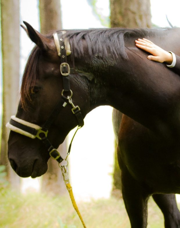 Reitpädagogik für Autistien