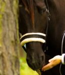 Reitpädagogik für Autistien