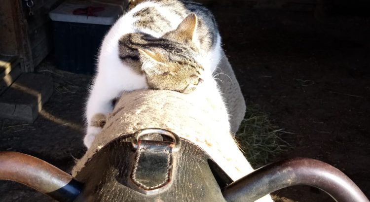 Katze Dips auf dem Sattel