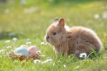 Ostern Hase Eier