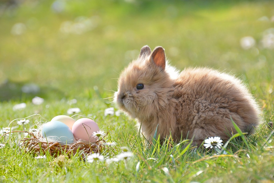 Ostern Hase Eier