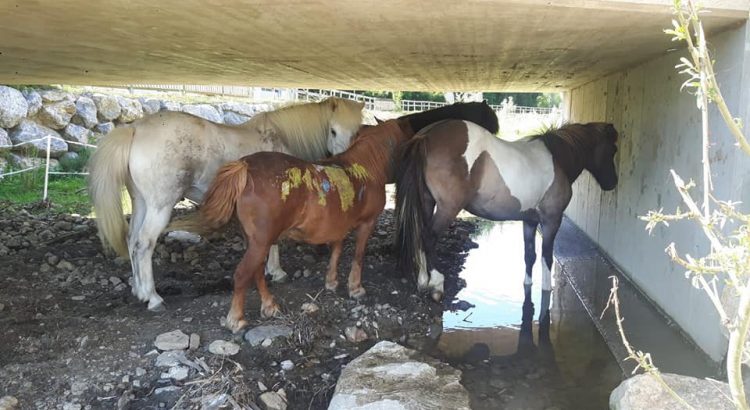 Pferde unter der Brücke im Bach