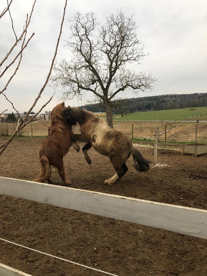 Safir & Fossi beim Spielen