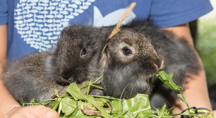 Kinder und Tiere