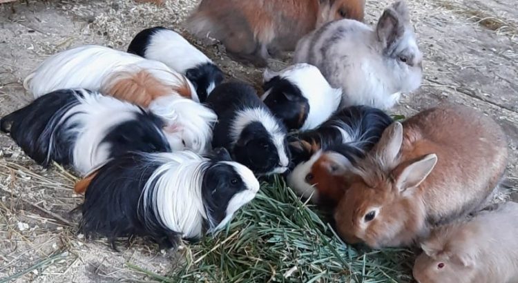 Hasen & Meerschweinchen im Streichelzoo