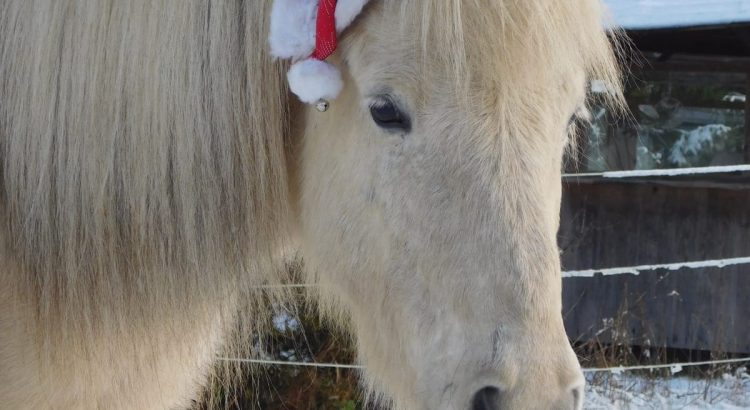 Pferd mit Nikolomütze